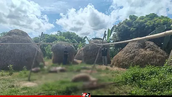১০টি ঘোড়া জবাই, ভোর হওয়ায় ৩টি'র মাংস রেখে গেল দুর্বৃত্তরা