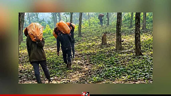 গারো পাহাড়ে মাদকের অভয়ারণ্য, সাংবাদিক ঢুকলেই প্রাণনাশের হুমকি