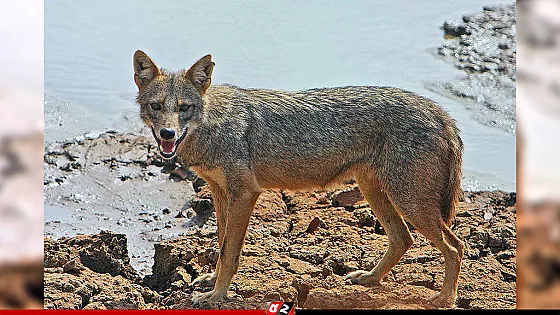 পাগলা শিয়ালের কামড়ে আহত ২০, পিটিয়ে মারা হলো ৩টি