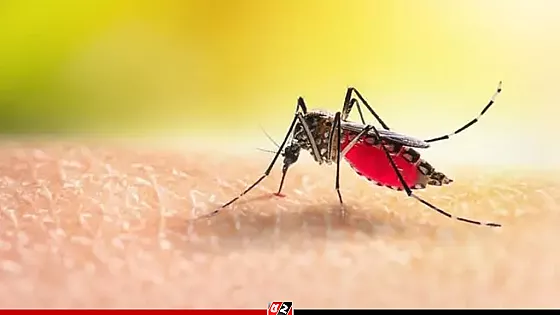 ডেঙ্গু কেড়ে নিলো আরও চার প্রাণ, হাসপাতালে ১ হাজার ৩১৪ জন