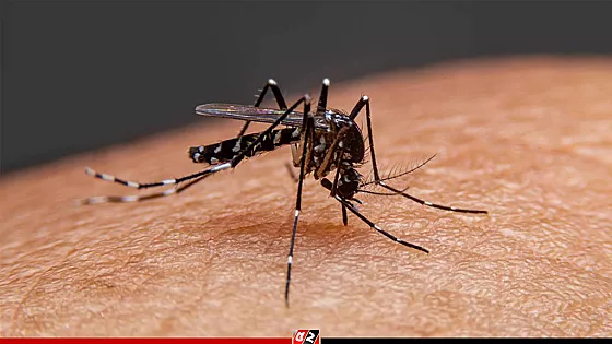 ডেঙ্গুতে চলতি বছরে এক দিনে সর্বোচ্চ মৃত্যু