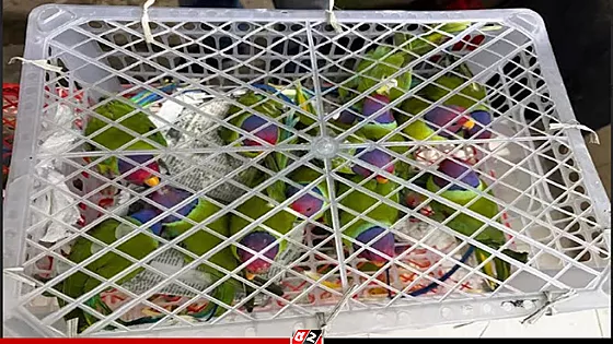 বাসের সাইড বক্স থেকে ১০৩টি প্যারাকিট টিয়া উদ্ধার