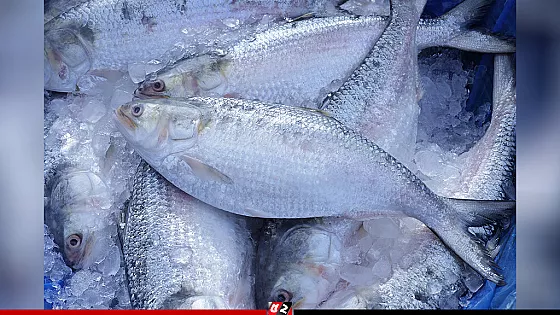 প্রথমবারের মতো ভারত থেকে এলো ৫০০ টন ইলিশ
