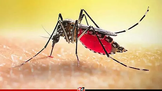 ডেঙ্গু কেড়ে নিলো ৮ প্রাণ, হাসপাতালে ১৭৩৩ জন
