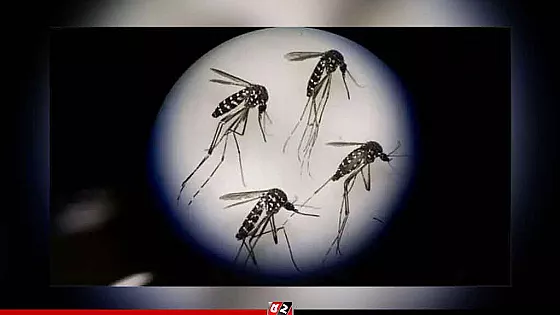 কৃত্রিম আলোয় রাতেও সক্রিয় এডিস মশা