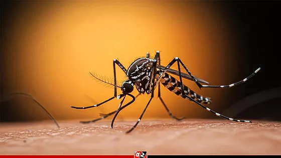 ডেঙ্গুতে একদিনে ৫ জনের মৃত্যু