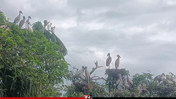 দুই দশক ধরে অতিথি পাখিদের পরম মমতায় আগলে রেখেছেন নাজিরপাড়া গ্রামের মানুষ 
