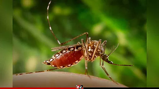 দেশে ভয়াবহ ডেঙ্গু পরিস্থিতি, প্রাথমিক লক্ষণ নিয়ে ডব্লিউএইচওর সতর্কবার্তা