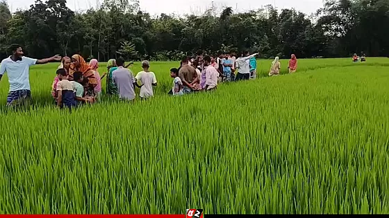 রাতে দাওয়াত খেতে গিয়ে নিখোঁজ, সকালে ধানক্ষেতে মিললো নারীর মরদেহ