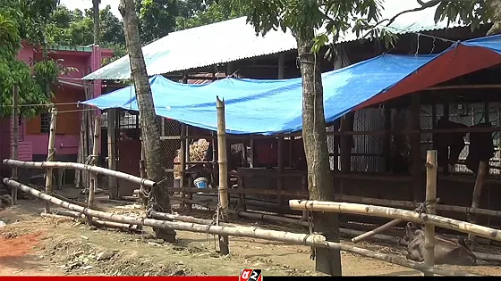 বিএনপি নেতার বাড়ি থেকে ৬ গরু চুরি