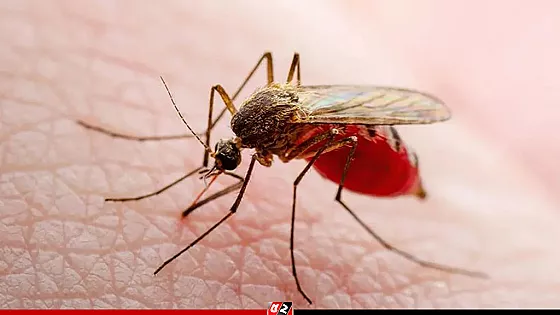 একদিনে ডেঙ্গুতে ৯ জনের মৃত্যু