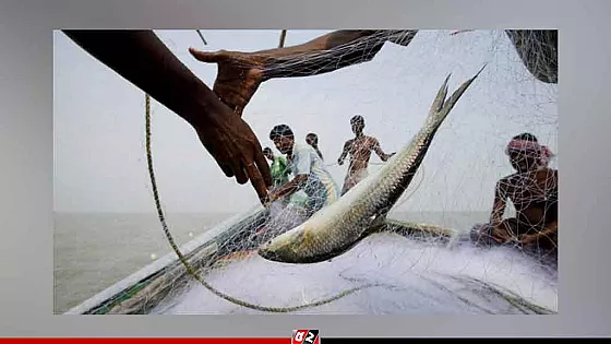 মা ইলিশ রক্ষায় পদ্মা-মেঘনায় মাছ ধরার নিষেধাজ্ঞা শুরু আজ