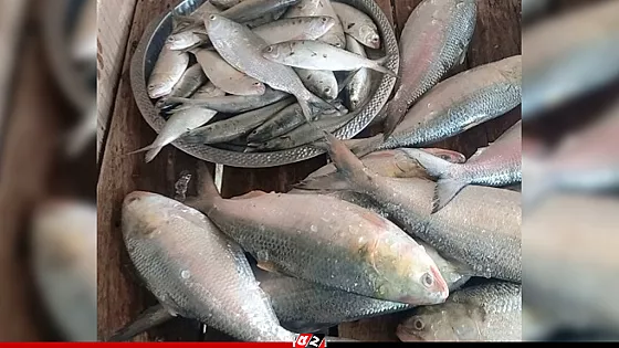 আজ থেকে পদ্মা-মেঘনায় ইলিশ ধরায় ২২ দিনের নিষেধাজ্ঞা শুরু