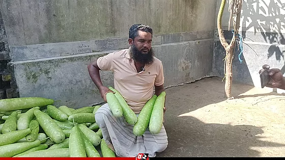 কৃষকের থেকে এক টাকায় মিলছে ৪ লাউ, স্থানীয় বাজারে প্রতি পিস ২০ টাকা