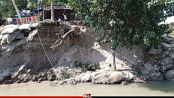 পদ্মায় ভাঙন শুরু, আতঙ্কে গোয়ালন্দের শতাধিক পরিবার