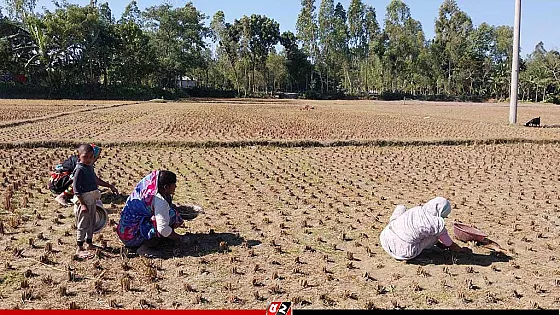 ধান কুড়িয়ে অন্ন যোগায় কুড়িগ্রামের হতদরিদ্র নারীরা