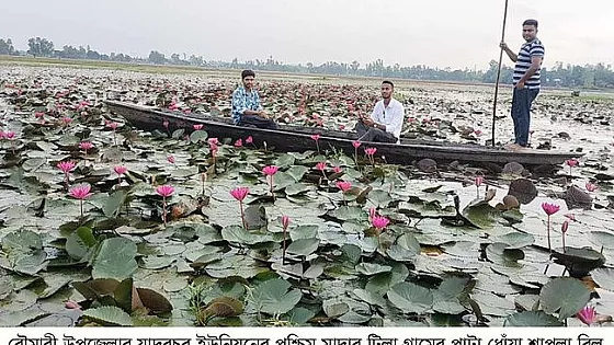 প্রাকৃতিক সৌন্দর্যে ভরপুর রৌমারীর পাটা ধোঁয়া শাপলা বিল