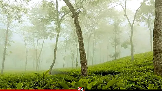 দেশের সর্বনিম্ন তাপমাত্রা  শ্রীমঙ্গলে