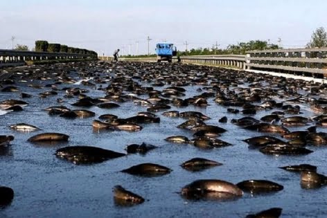 হন্ডুরাসে রহস্যময় মাছ বৃষ্টি