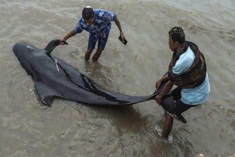 ইন্দোনেশিয়ার সৈকতে ৫২টি তিমির মৃত্যু