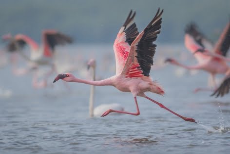 মুম্বাই হ্রদ এখন গোলাপি সাগর