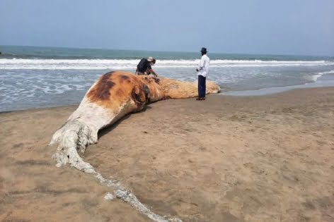 আবারও মৃত তিমি ভেসে এল সৈকতে