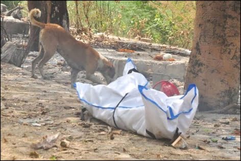 দিল্লির রাস্তায় মৃতদেহ ছিঁড়ে খাচ্ছে কুকুর