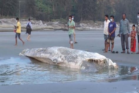 জোয়ারের পানিতে ভেসে উঠল মাটি চাপা দেয়া তিমি