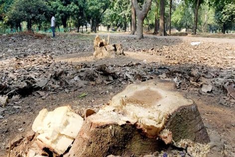 সোহরাওয়ার্দীর গাছ কাটার ঘটনায় আদালত অবমাননার আবেদন