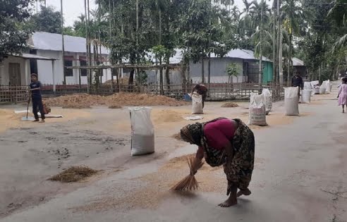 কুড়িগ্রামে ধান ঘরে তুলতে কৃষকদের চরম ভোগান্তি