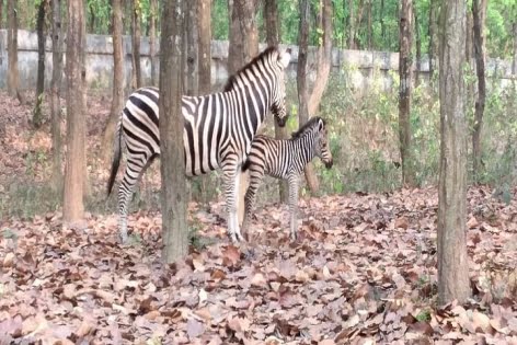 সাফারি পার্কে ৯ জেব্রার আকস্মিক মৃত্যু