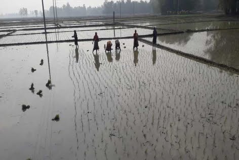 পঞ্চগড়ে আবারও বইছে মৃদু শৈত্যপ্রবাহ, তাপমাত্রা ৮ দশমিক ২ ডিগ্রি