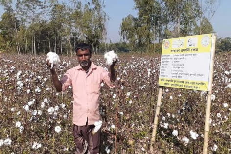 ফুলবাড়ীতে তুলার বাম্পার ফলন, লাভবান হওয়ার স্বপ্ন বুনছেন চাষিরা