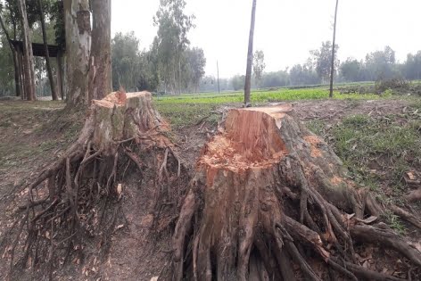 গাছ বিক্রি করে টাকা আত্মসাতে মেতেছে কলেজ অধ্যক্ষ