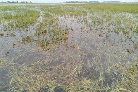 হাওরের নদ-নদীর পানি বাড়ছে, ফসলডুবির শঙ্কা