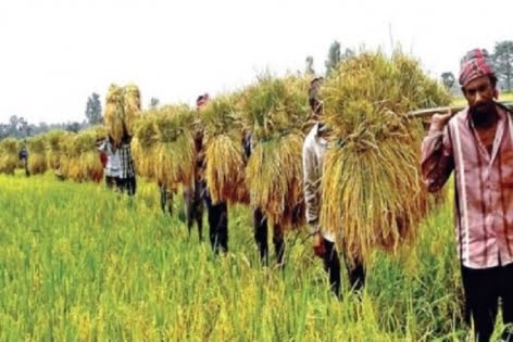 ২৭ টাকা কেজিতে কৃষকের কাছ থেকে ধান কেনা শুরু