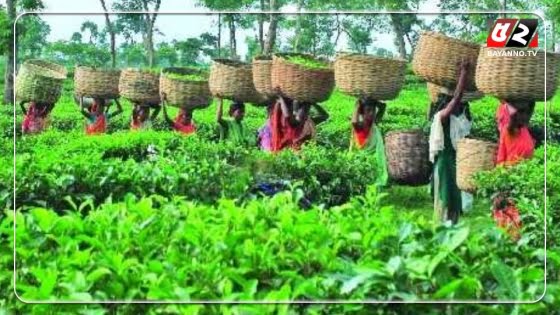 চা উৎপাদনরে লক্ষ্য মাত্রা ছাড়িয়ে গেলেও দূর হয়নি শ্রমিকদের দারিদ্রতা