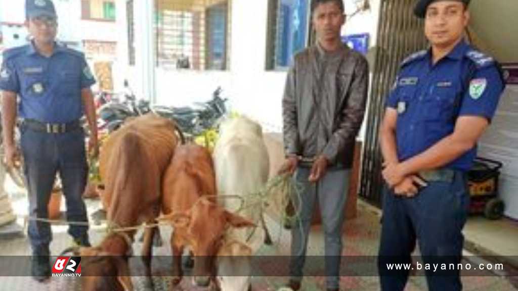 গরু চোর গ্রেপ্তার গরু চোর