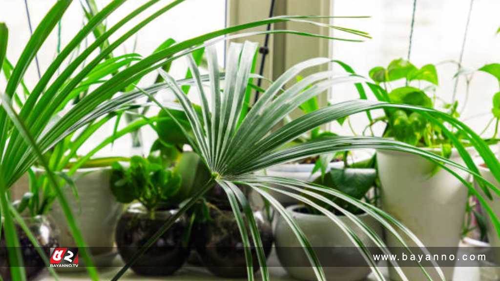 কম আলোতে ভালো হয় যে গাছ ইনডোর প্ল্যান্ট