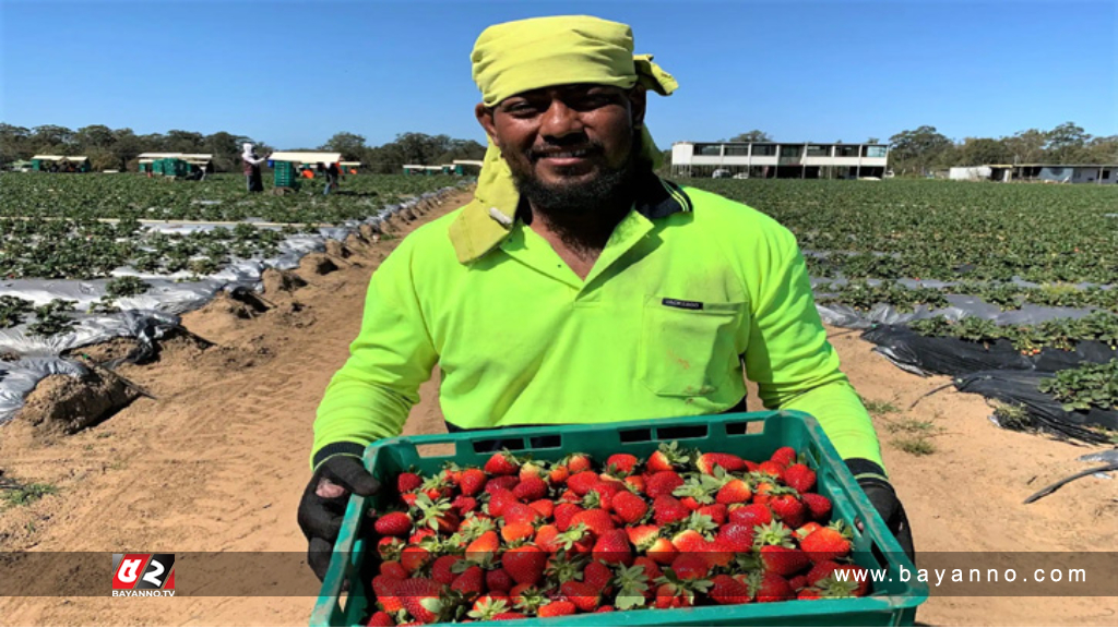 ইতালি ৪০ হাজার মৌসুমি কর্মী নেবে