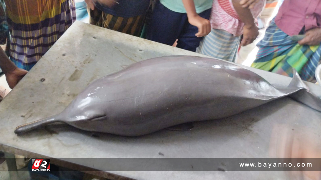 পদ্মা নদীতে জেলের জালে ৫০ কেজি ওজনের শুশুক