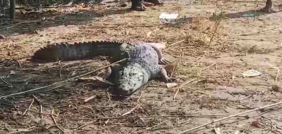 খালে ধরা পড়ল সাড়ে ৬ ফুট লম্বা কুমির